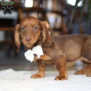 Bagel, Dachshund Puppy